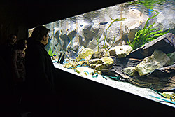 Výměna vody ve velikém akváriu